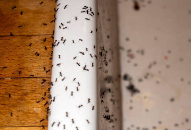 Best Affordable Pest Control Services  in Finneytown, OH